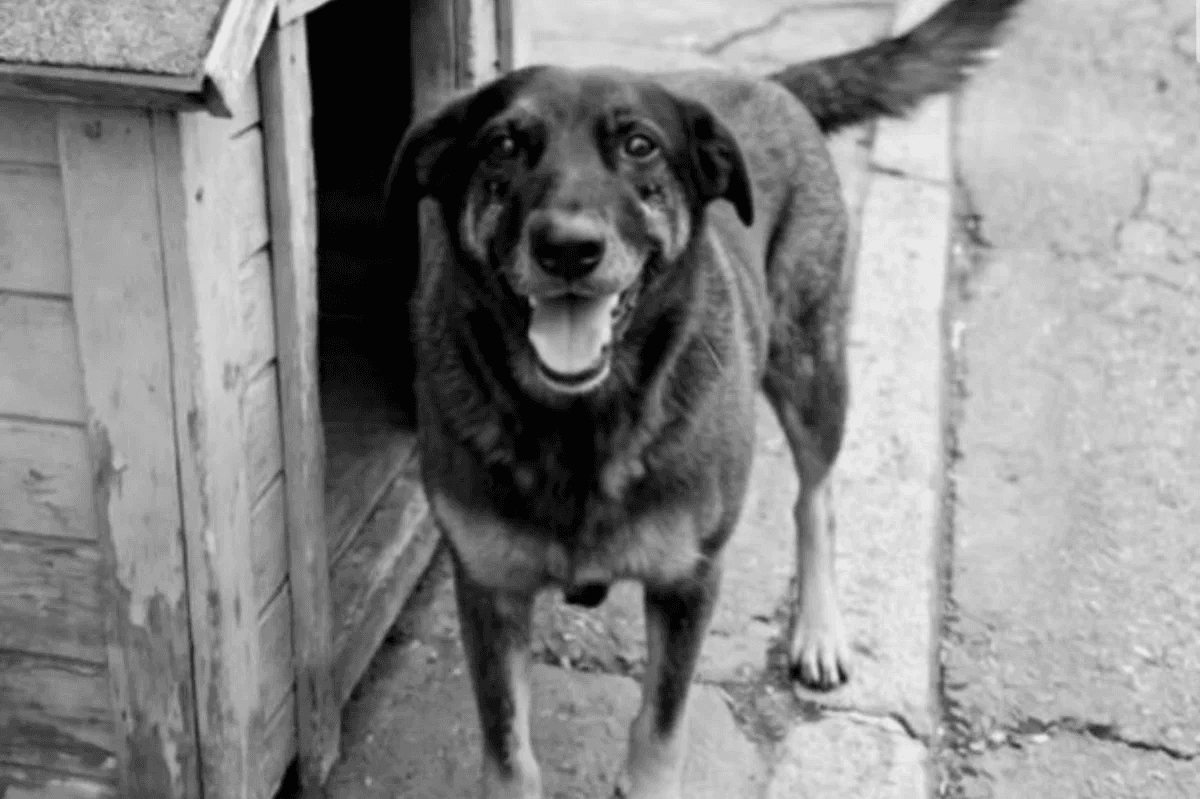 🚨 Adolescentes são acusados de brutalizar cão idoso até a morte em Florianópolis! 🔥
